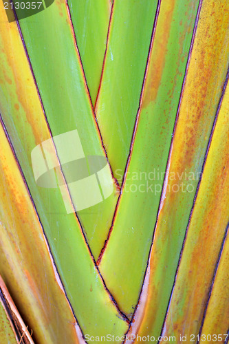 Image of Close-up image of a palm leaf 