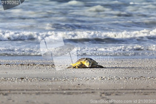 Image of turtle at the beach