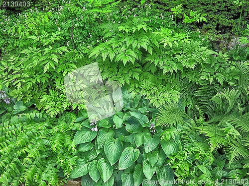 Image of Garden background