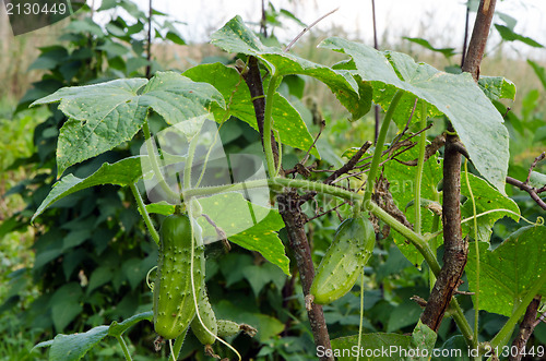 Image of closeup green ecological natural cucumber garden 