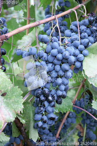 Image of Heavy blue bunch of grapes