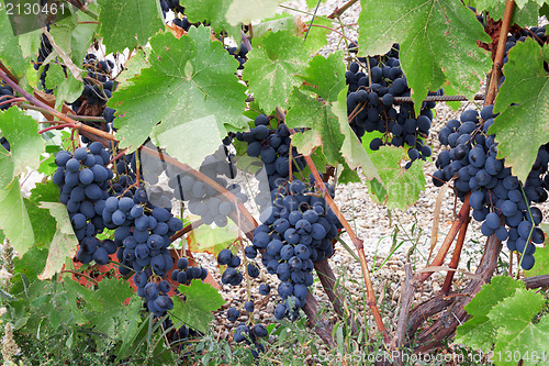 Image of Heavy bunches of blue grapes