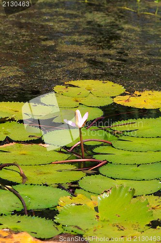 Image of Nenuphar in pond