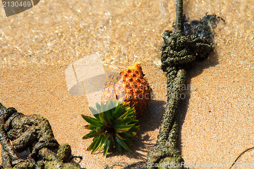 Image of Pineapple on the beach