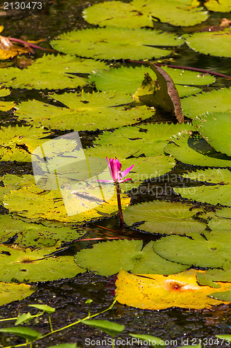 Image of Nenuphar in pond