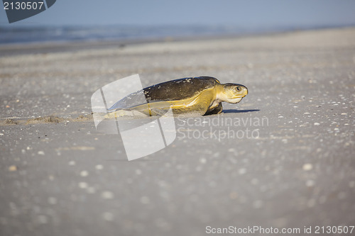 Image of turtle at the beach