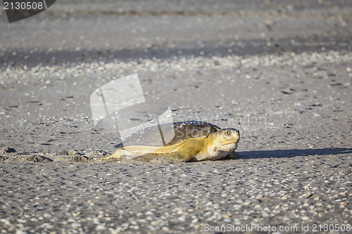 Image of turtle at the beach