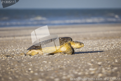 Image of turtle at the beach