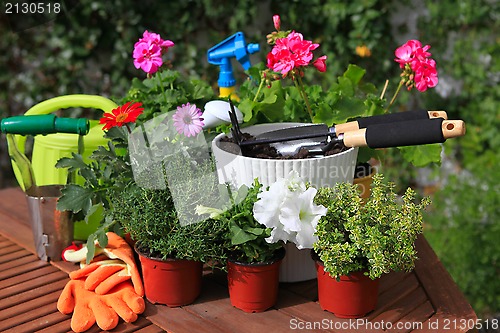 Image of planting flowers with garden tools ,various flowers and herbs in