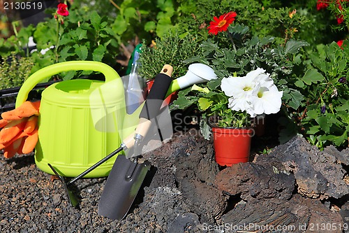 Image of planting flowers with garden tools ,various flowers and herbs in