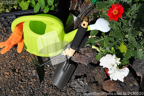 Image of planting flowers with garden tools ,various flowers and herbs in