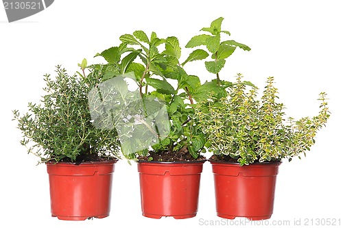 Image of thyme, mint and lemon-thyme herb plants in pots 