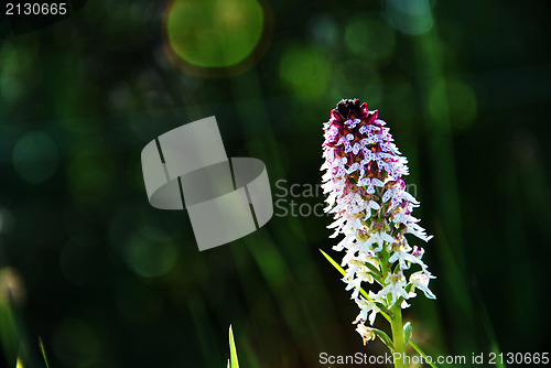 Image of Summer flower
