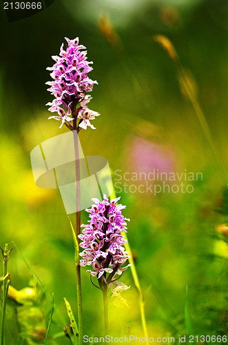 Image of Proud flowers