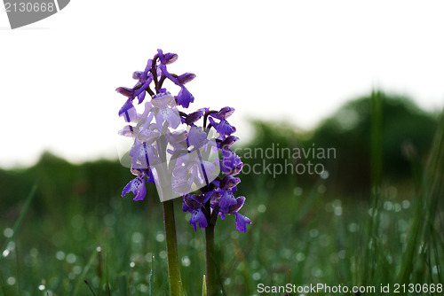 Image of Summer morning