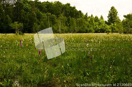 Image of Orchids marsh