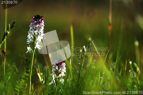 Image of Bloom at grass level