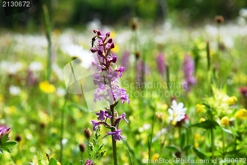 Image of Colorful summer meadow