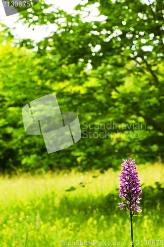 Image of Orchid portrait