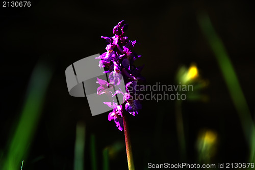 Image of Flower beauty