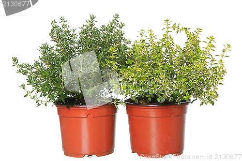 Image of thyme and lemon-thyme herb plants in pots  isolated on white