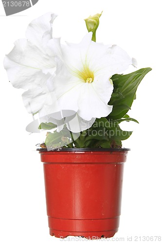 Image of white petunia in the pot 