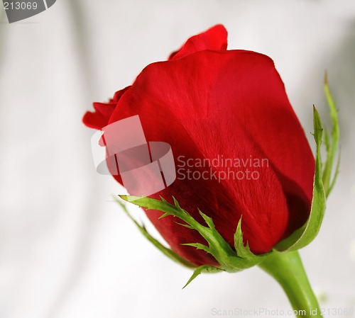 Image of Amazing Rose