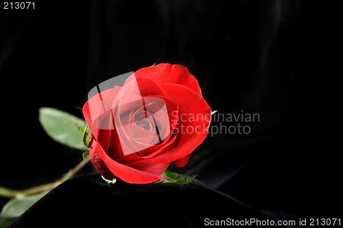 Image of Amazing Rose