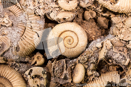 Image of Seashells close up 