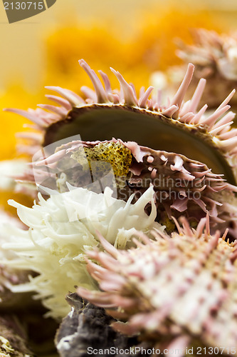 Image of Seashells close up 