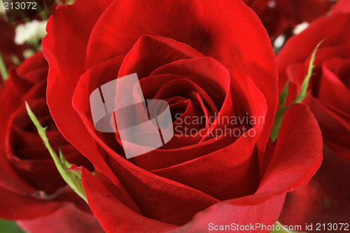 Image of Amazing Rose