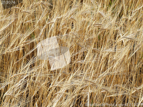 Image of Fields of barley - background