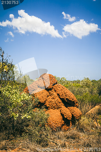 Image of termite hill