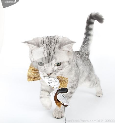 Image of silver tabby Scottish fold kitten playing with a toy