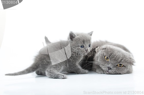 Image of family portrait of Scottish fold cats