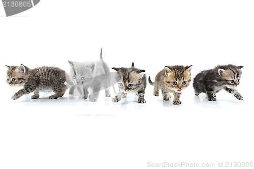 Image of Group of kittens walking towards together. Studio shot. Isolated