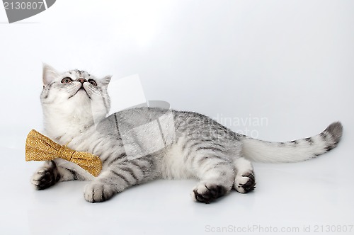 Image of 	silver tabby Scottish cat with golden bow tie