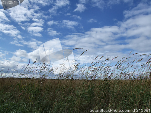 Image of Beautiful sky and wild grass