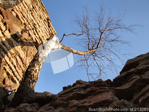 Image of Dead birch tree and a wall