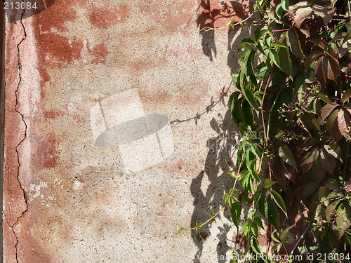 Image of Wall and vine background