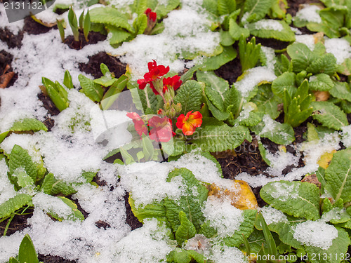 Image of Primula flower