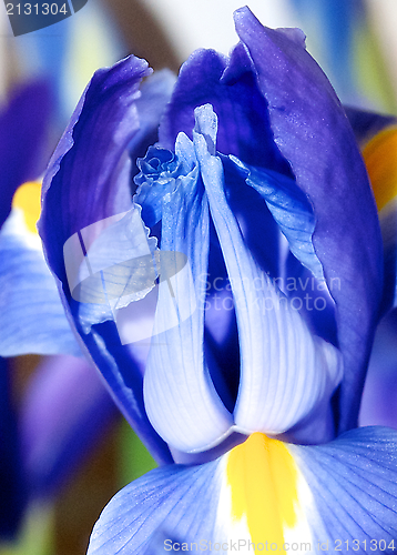 Image of Iris Background