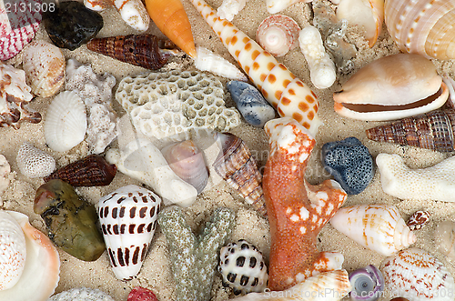 Image of Ocean Shell Background