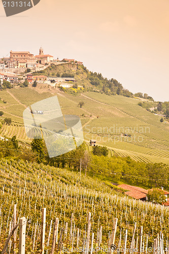 Image of Tuscany vineyard