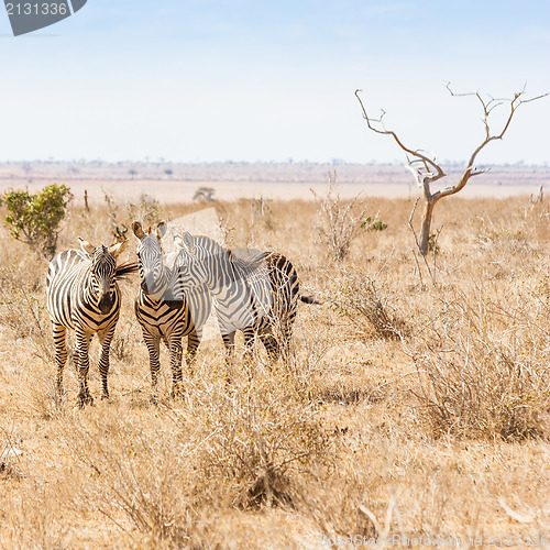 Image of Zebras looking to the camera
