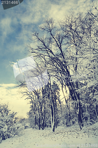 Image of Winter Landscape