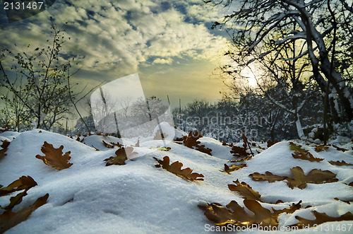 Image of Winter Landscape