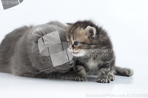 Image of mother cat with kitten