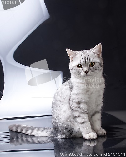 Image of silver tabby Scottish fold kitten 