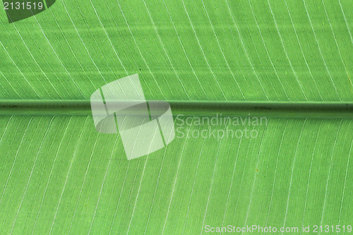 Image of banana leaf detail